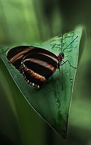 Dryadula phaetusa (Banded Orange Heliconian)