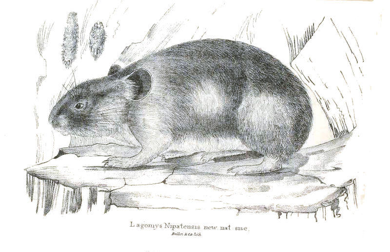 File:Lagomys nipalensis.jpg