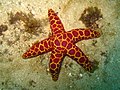 Stella marina (echinoderma)