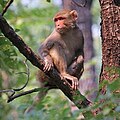 Female Rhesus macaque in Madhya Pradesh