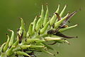 Salix myrsinifolia