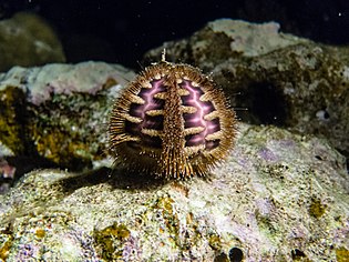 Un oursin zig-zag (Microcyphus rousseaui) en Mer Rouge. (définition réelle 2 880 × 2 305*)