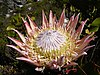 King protea