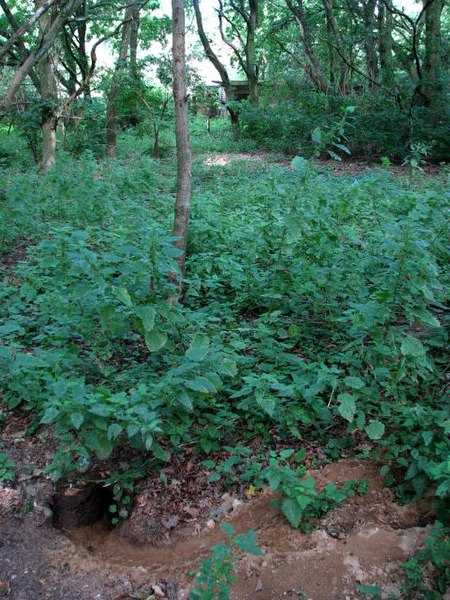 File:A burrow - geograph.org.uk - 552613.jpg