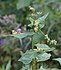 Echter Buchweizen (Fagopyrum esculentum) nach der Blüte