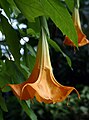 Květ brugmansie (Brugmansia sp.)