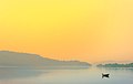 Charming Swan In The Mist Of Paradise At Nagarjuna Sagar Dam