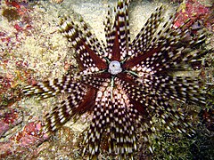 Oursin à doubles piquants (Echinothrix calamaris) en Malaisie.