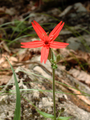 Silene virginica.