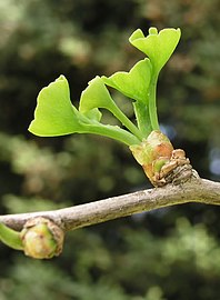 Braquiblasto de Ginkgo