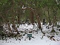 Hamburg-Ohlsdorf, jüd. Friedhof