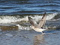 Juvenile gull taking off