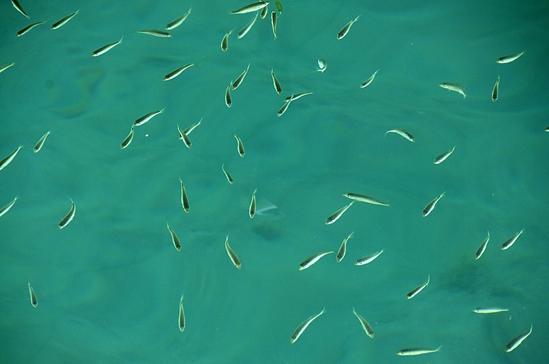 File:Little fishes, Mykonos (5718495515).jpg