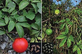 Hábito, fruto e sementes de T. napoiensis e T. pedata na China.