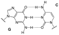 Guanin-Cytosin-Paar