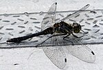 Sympetrum danae – Oberseite