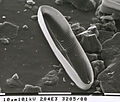 Diatom