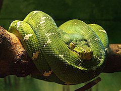 Corallus caninus, un Boidae