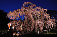 ライトアップされた三春滝桜