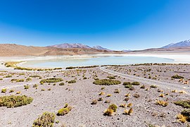 Laguna Honda, Bolivia, 2016-02-03, DD 34.JPG