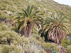 Kanarski datljevec (Phoenix canariensis)