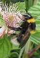 Bombus hortorum