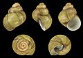 68 'Viviparus georgianus shells' - a set of 2 files uploaded by Llez, nominated by Llez,  21,  0,  0