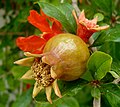 Follas, flores e froito (novo) de milgranda. Tunisia.