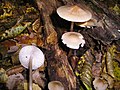 Mycena galericulata