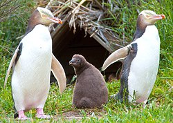 キンメペンギン