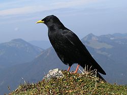 Alpu kovārnis (Pyrrhocorax graculus)