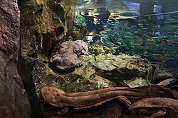 Japansk kæmpesalamander (Andrias japonicus) i et akvarium.