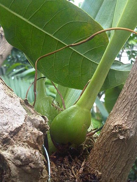 File:Asparagales - Cattleya forbesii - kew 1.jpg