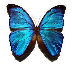 Blue morpho butterfly