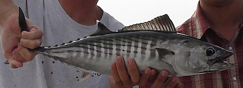 Bonito photo.jpg