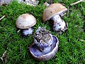 !Cortinarius cyanites!