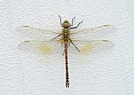 Anax ephippiger – Oberseite