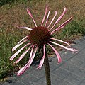 Echinacea angustifolia