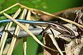 Lézard au corps brun et à queue bleu vif