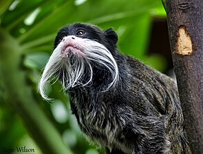 Cesarska tamarinka (Saguinus imperator)