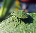 Gemeine Stinkwanze (Palomena prasina)