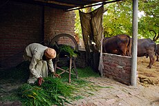 Punjabi Farmer preparing Cattle Feed