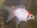 Equus, A pearscale fancy goldfish (Posted on: June 28, 2007)