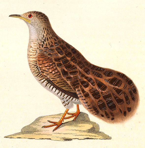 File:Taoniscus nanus 1838.jpg