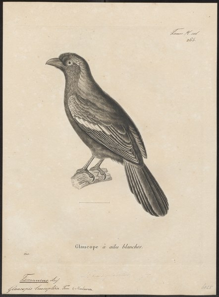 File:Temnurus leucopterus - 1700-1880 - Print - Iconographia Zoologica - Special Collections University of Amsterdam - UBA01 IZ15700077.tif