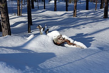 Nature of Inari