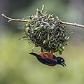 111 Vieillot's black weaver (Ploceus nigerrimus castaneofuscus) male on nest uploaded by Charlesjsharp, nominated by Charlesjsharp,  17,  0,  2