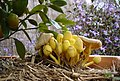 Leucocoprinus birnbaumii, commonly known as the "flowerpot parasol", at various stages of development