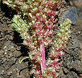 Marxant (Amaranthus hybridus)