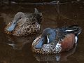 Australasian shoveler